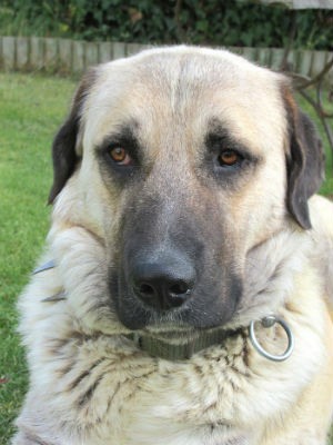Conoce todo sobre la imponente raza de perro Kangal