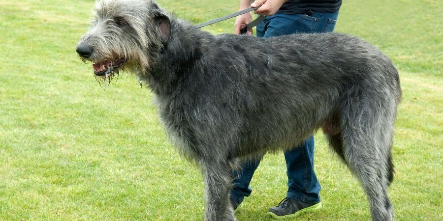 Conoce todo sobre la majestuosa raza del perro Lobero Irlandés