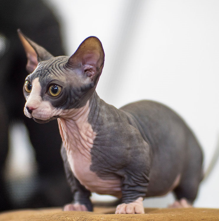 Conoce todo sobre la raza de gato bambino