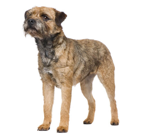 Conoce todo sobre la raza de perro Border Terrier