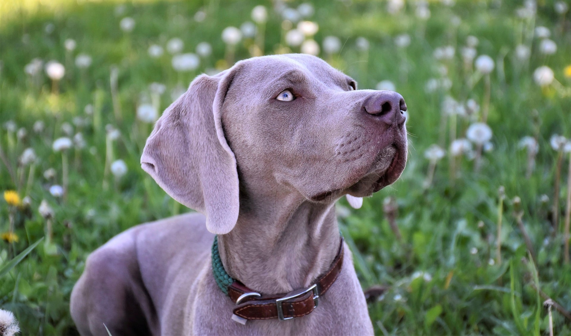 Conoce todo sobre la raza de perro Braco Italiano: características y curiosidades