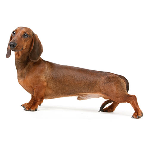 Conoce todo sobre la raza de perro Dachshund o Teckel estándar