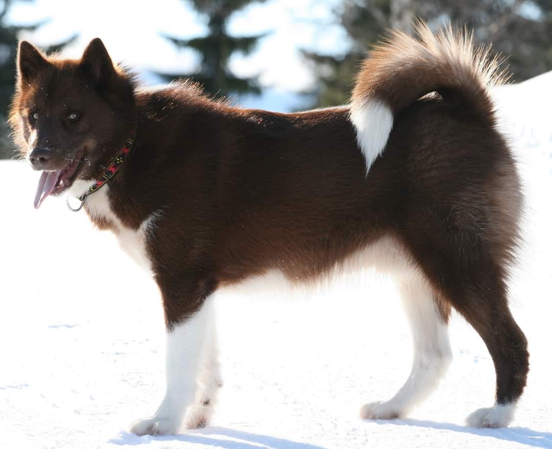 Conoce todo sobre la raza de perro Groenlandia
