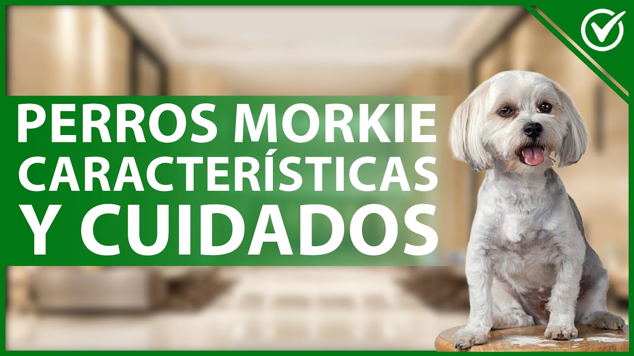 Conoce todo sobre la raza de perro Morkie: características y cuidados