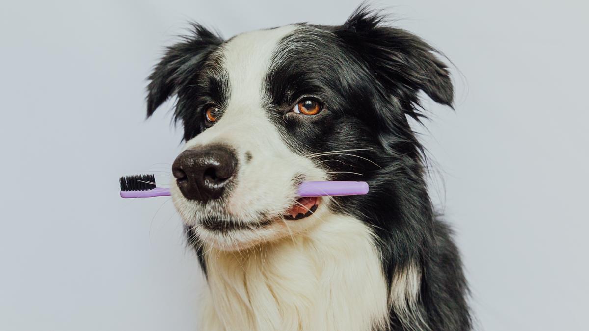 Consejos para limpiar los dientes de tu perro de manera efectiva