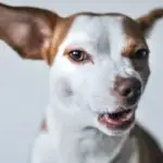 Cuando nos besamos, ¿por qué ladra mi perro?