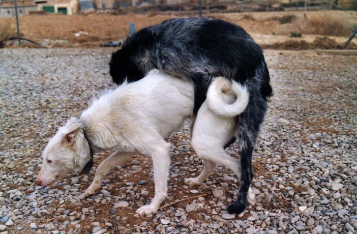 Cuando un perro monta sin que la perra esté en celo