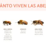 ¿Cuánto tiempo dura la vida de una abeja?