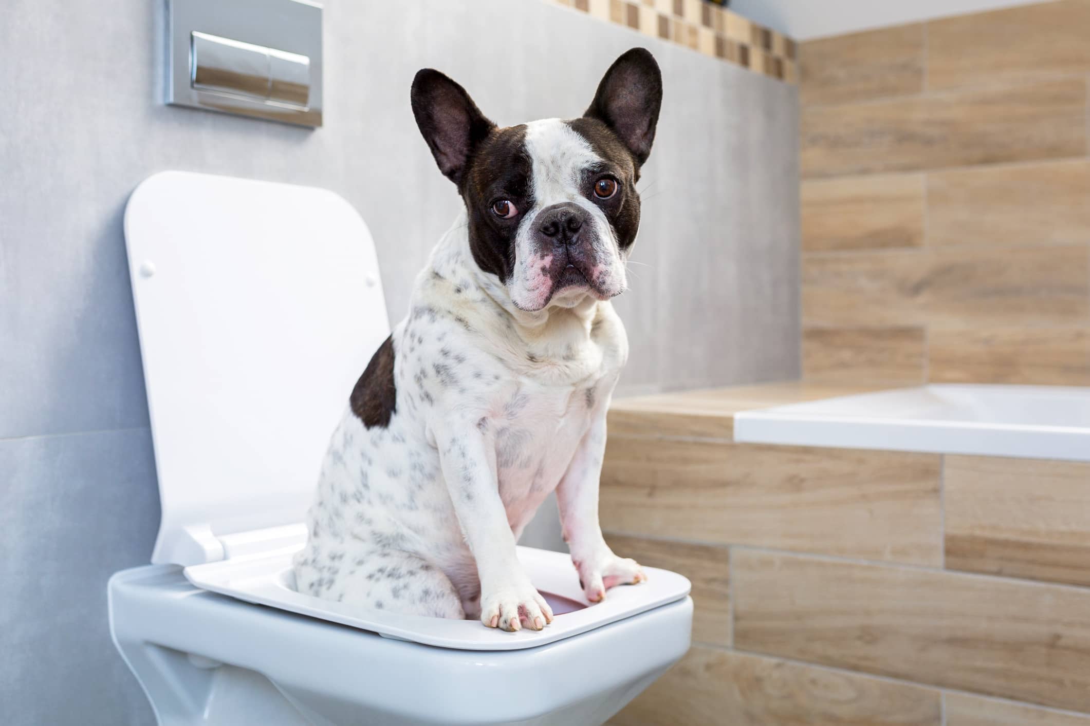 Cuida a tu perro sin necesidad de baño