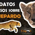 Datos interesantes sobre el guepardo