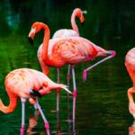 Descubre el hábitat natural de los flamencos: ¿Dónde viven estas majestuosas aves?