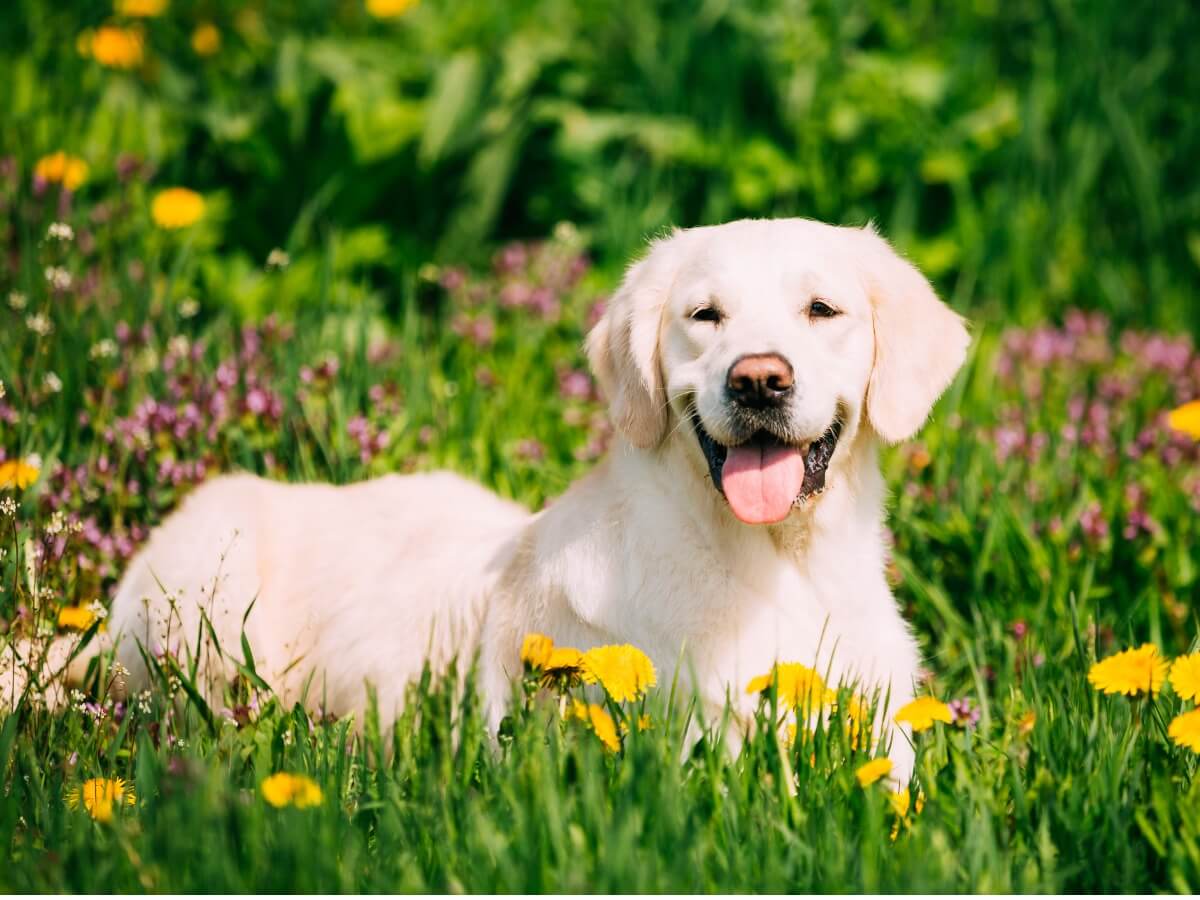 Descubre las 10 razas de perros más fáciles de adiestrar para tener una mascota obediente