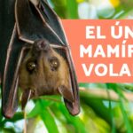 Descubre las curiosidades sorprendentes sobre los mamíferos