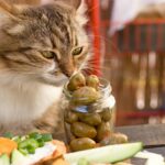 ¿Pueden comer aceitunas los gatos?