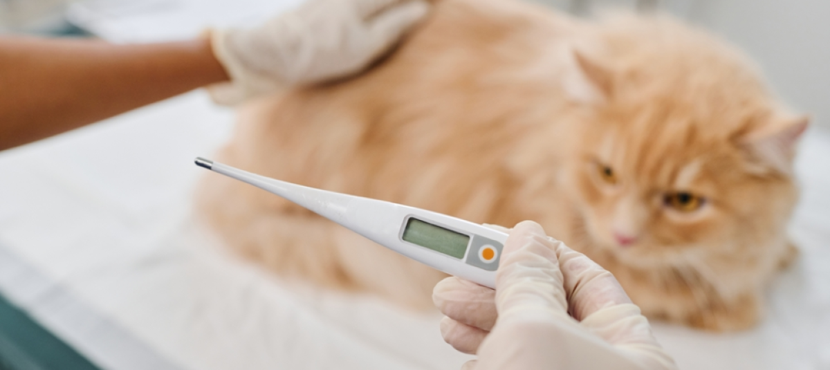 Detección de fiebre en gatos sin utilizar termómetro