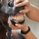 Descubre cuántos dientes tiene un caballo y su importancia para su salud dental