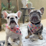 Diferencias entre bulldog francés macho y hembra: todo lo que necesitas saber