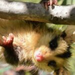 Diferencias entre zarigüeya y comadreja: ¡Conócelas!
