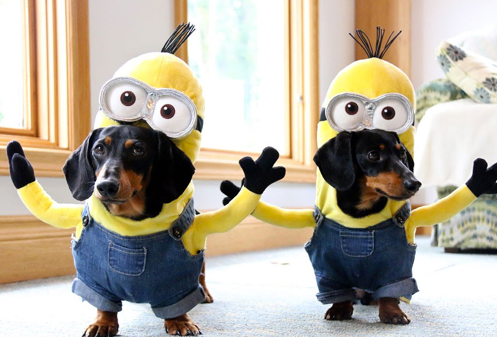 Disfraces creativos para perros de todos los tamaños