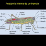El fascinante sistema nervioso de los insectos