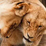 El león cazador – Majestuosos depredadores de la sabana