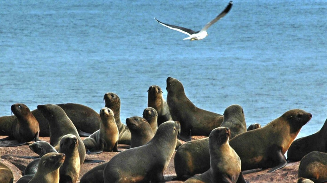 El menú del lobo marino: una mirada a su alimentación