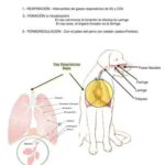 El sistema del perro respiratorio