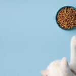 ¿Es compatible mezclar pienso de gato con comida húmeda?
