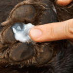 ¿Es seguro utilizar crema hidratante humana en perros?
