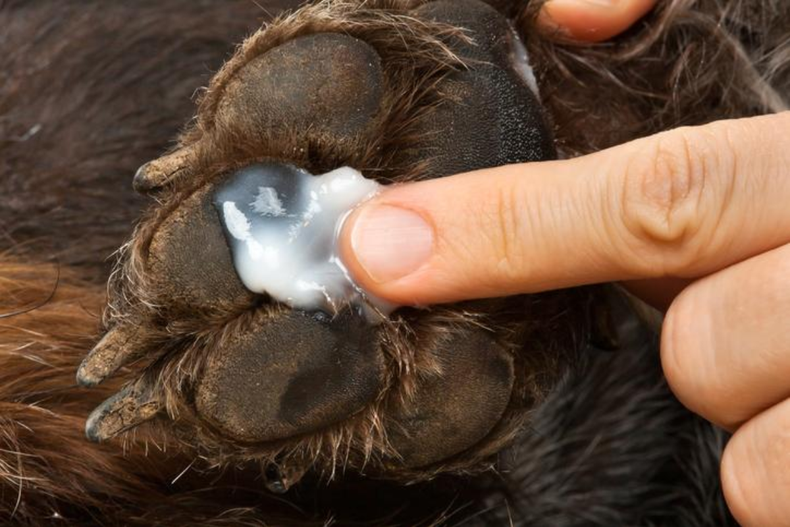 ¿Es seguro utilizar crema hidratante humana en perros?