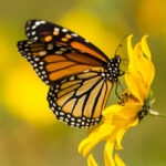 ¿Es un insecto la mariposa?