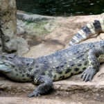 ¿Es un reptil o un anfibio el cocodrilo?