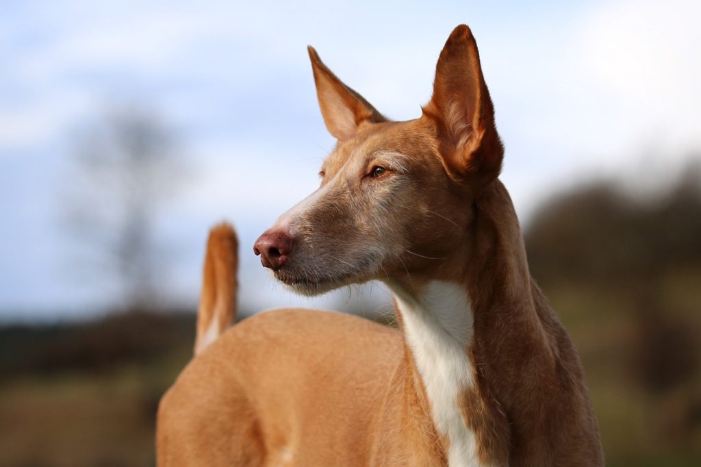 ¿Es viable tener un podenco en un apartamento?