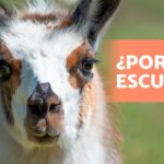 El misterio detrás del comportamiento de las llamas al escupir