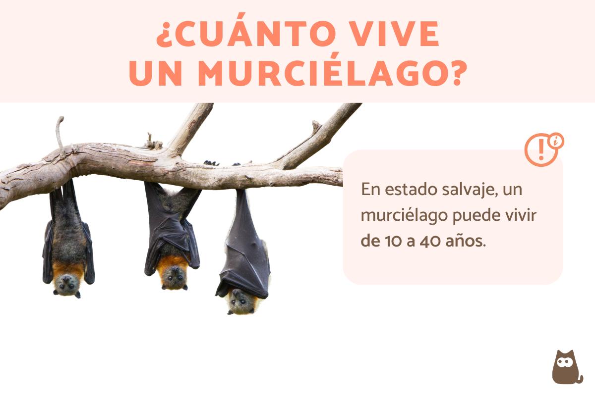 Esperanza de vida del murciélago: ¿cuántos años vive?