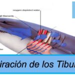 Explorando las partes anatómicas de un tiburón
