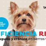 Factores que influyen en la esperanza de vida de un perro con insuficiencia renal