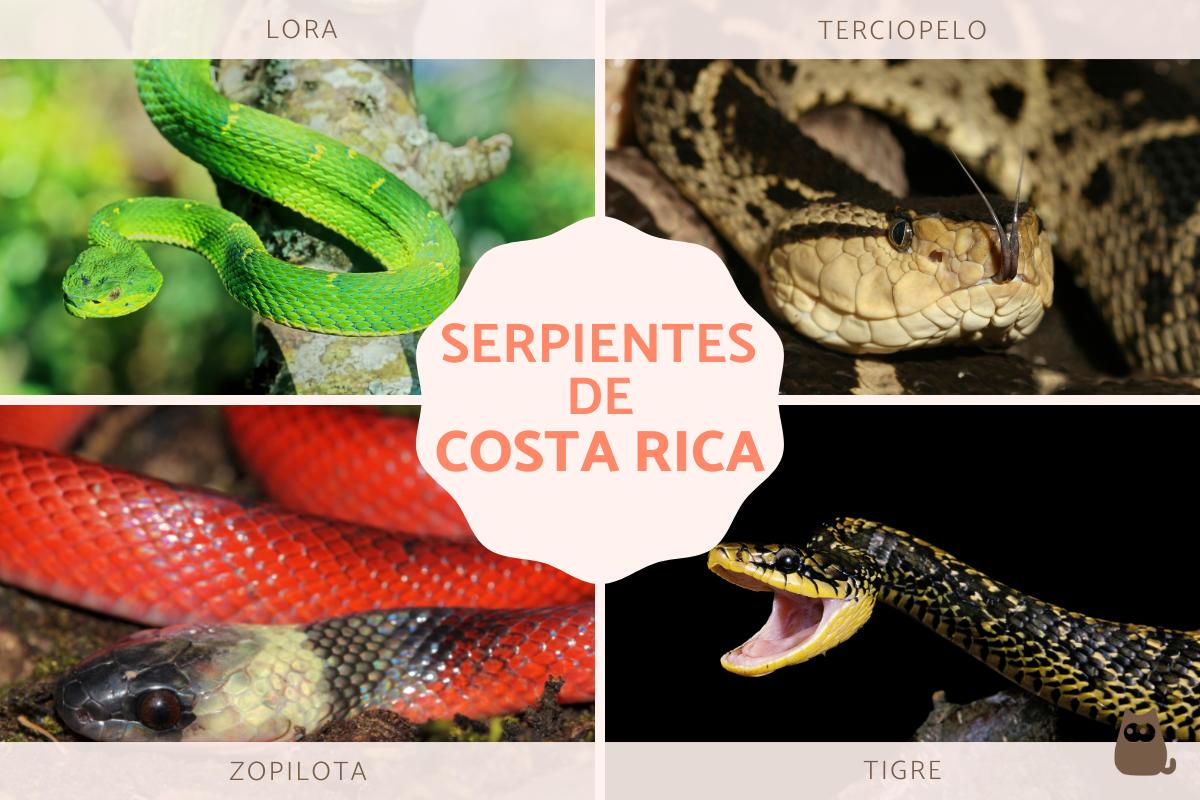 Fascinantes serpientes de Costa Rica: biodiversidad y hábitat