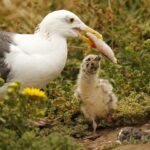 Descubriendo el menú de las gaviotas: ¿Qué alimentos forman parte de su dieta?