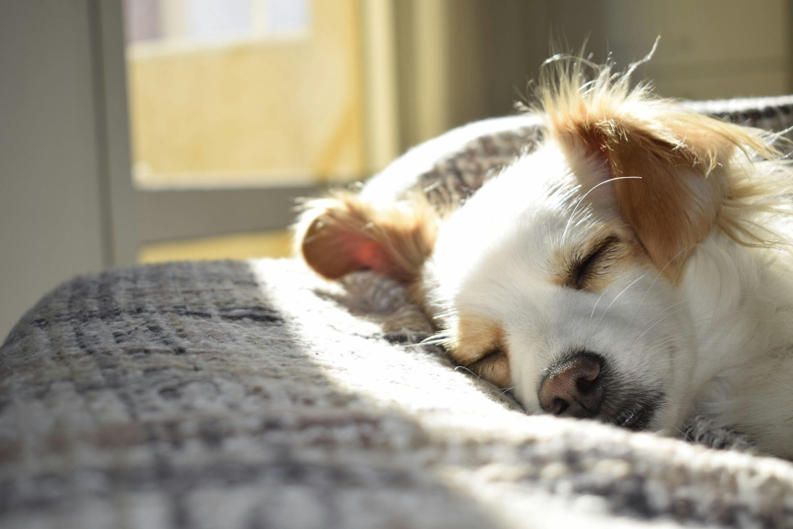Guía para Convertirte en Hogar Temporal para Perros