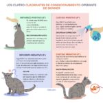 Guía para corregir el mal comportamiento felino