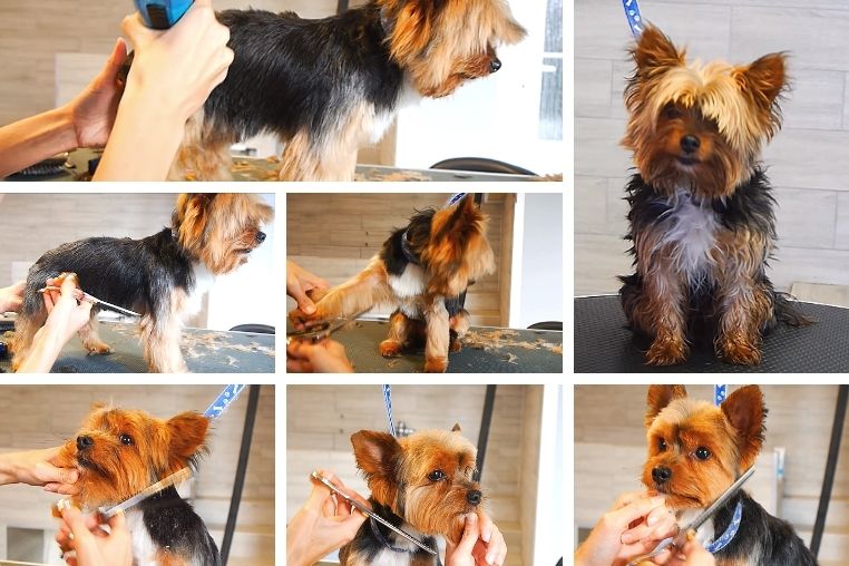 Guía para cortar el pelo a un Yorkshire Terrier