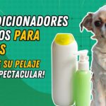 Guía para crear acondicionador casero para perros