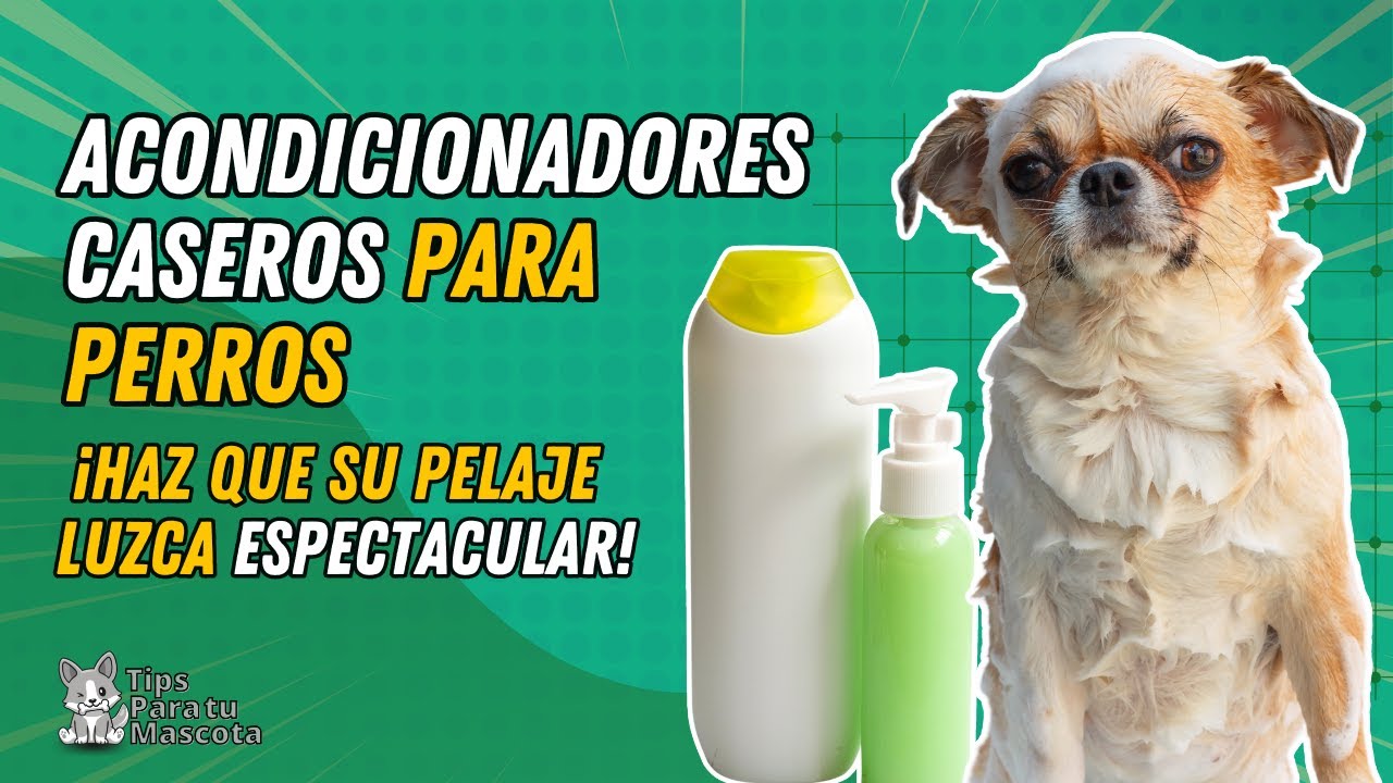 Guía para crear acondicionador casero para perros