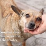 Guía para la primera noche de tu perro adoptado