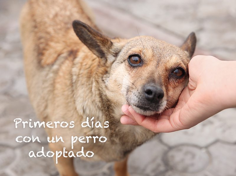 Guía para la primera noche de tu perro adoptado