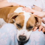 Guía sobre el uso y dosis de miconazol en perros