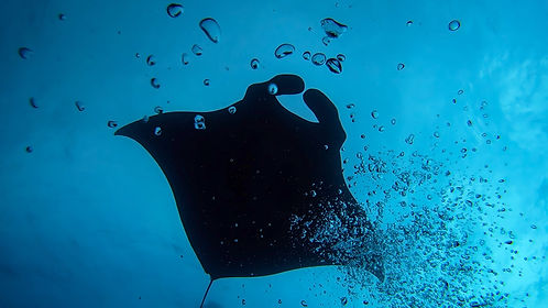 Hábitats de las mantarrayas: lugares donde residen estos majestuosos seres