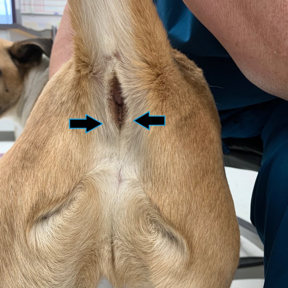 Hemorroides en perros: Síntomas y tratamiento eficaz
