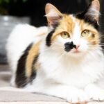 Indicios de soledad en tu gato: ¿Cómo saber si necesita compañía?